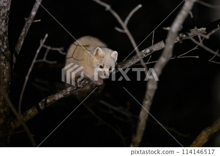 Ezosable ⑦（北海道） 114146517