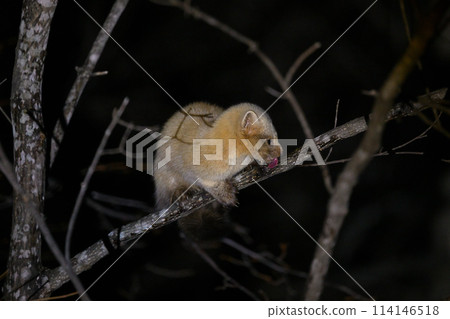 Ezosable ⑧（北海道） 114146518