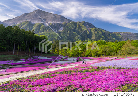 Saitama Prefecture: Shibazakura Hill and Chichibu Hitsujiyama Park in Spring Saitama Prefecture: Shibazakura Hill and Chichibu Hitsujiyama Park in Spring 114146573