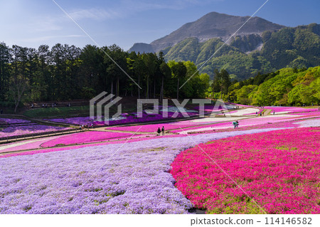 《埼玉縣》福祿考之丘/秩父羊山公園的春天 114146582