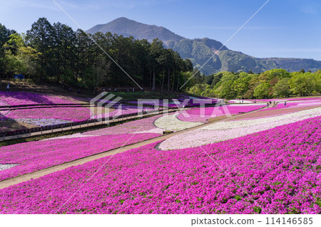 Saitama Prefecture: Shibazakura Hill and Chichibu Hitsujiyama Park in Spring 114146585