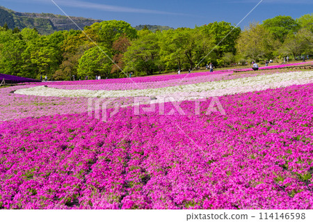 Saitama Prefecture: Shibazakura Hill and Chichibu Hitsujiyama Park in Spring Saitama Prefecture: Shibazakura Hill and Chichibu Hitsujiyama Park in Spring 114146598