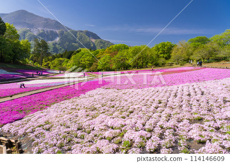 Saitama Prefecture: Shibazakura Hill and Chichibu Hitsujiyama Park in Spring Saitama Prefecture: Shibazakura Hill and Chichibu Hitsujiyama Park in Spring 114146609