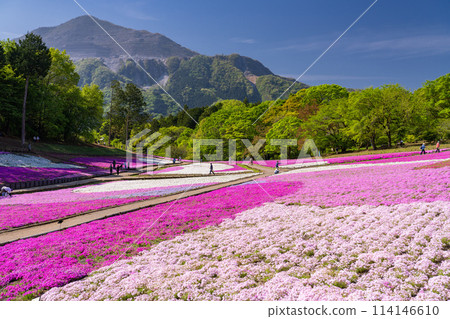 Saitama Prefecture: Shibazakura Hill and Chichibu Hitsujiyama Park in Spring 114146610