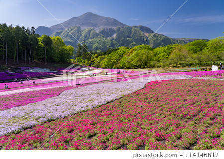 《埼玉縣》福祿考之丘/秩父羊山公園的春天 《埼玉縣》福祿考之丘/秩父羊山公園的春天 114146612