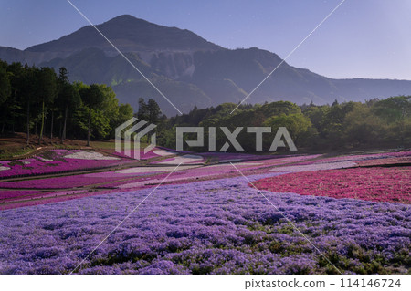 Saitama Prefecture: Shibazakura Hill, Chichibu Hitsujiyama Park in spring, and moonlit night view 114146724