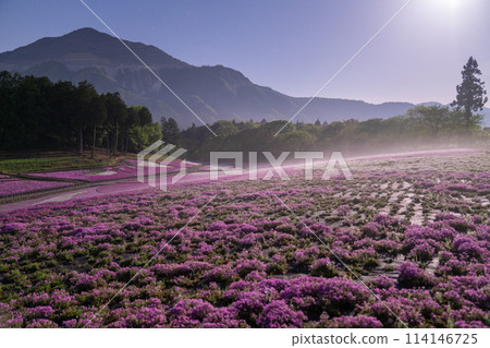 [埼玉縣] 福祿考山丘、春天的秩父羊山公園、月光夜景 114146725