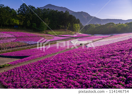 Saitama Prefecture: Shibazakura Hill, Chichibu Hitsujiyama Park in spring, and moonlit night view Saitama Prefecture: Shibazakura Hill, Chichibu Hitsujiyama Park in spring, and moonlit night view 114146754