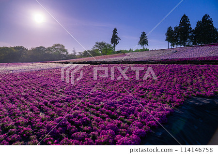 Saitama Prefecture: Shibazakura Hill, Chichibu Hitsujiyama Park in spring, and moonlit night view 114146758