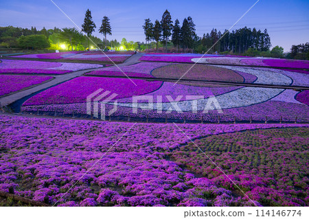 [埼玉縣] 福祿考山丘、春天的秩父羊山公園、月光夜景 114146774
