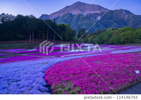 [埼玉縣] 福祿考山丘、春天的秩父羊山公園、月光夜景 114146783