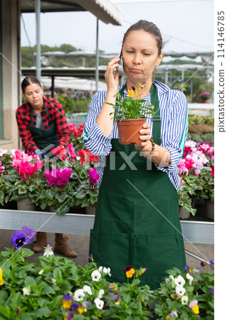 Worried female gardener in uniform calling on smartphone about Viola Cornuta flower in pot in greenhouse 114146785