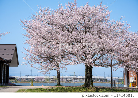 石川縣小松市的藍天和櫻花樹盛開的景色 | 114146813