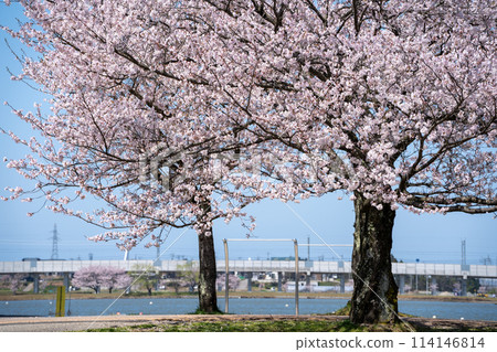 A view of the cherry blossom trees in full bloom at Kibagata Park under blue skies | Spring image | Komatsu City, Ishikawa Prefecture 114146814