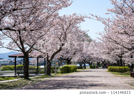 石川縣小松市的藍天和櫻花樹盛開的景色 | 114146815