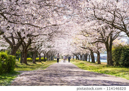 石川縣小松市的藍天和櫻花樹盛開的景色 | 114146820