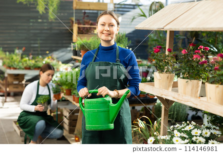 employee of flower greenhouse stands with watering can near shelf with plants 114146981