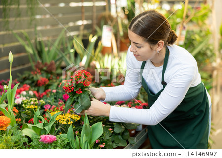 Gardener woman holding potted kalanchoe in container garden 114146997