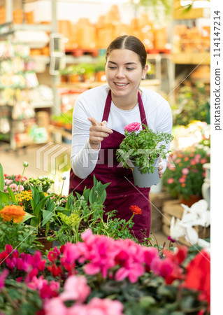 flower shop worker examines drooping ranunculus flower flower shop worker examines drooping ranunculus flower 114147214