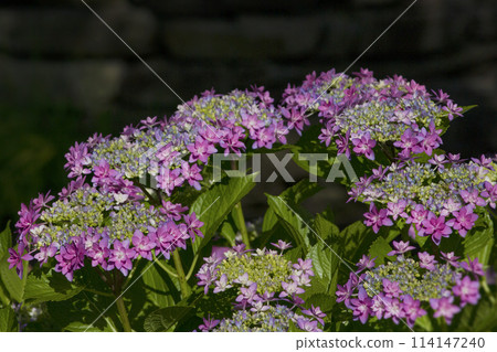 hydrangea hydrangea 114147240