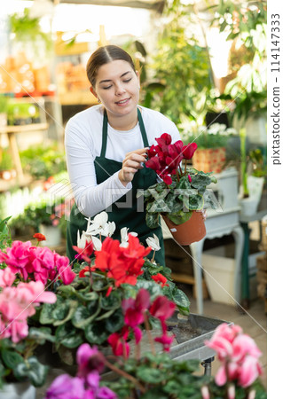 in flower shop, woman worker examines Cyclamen 114147333