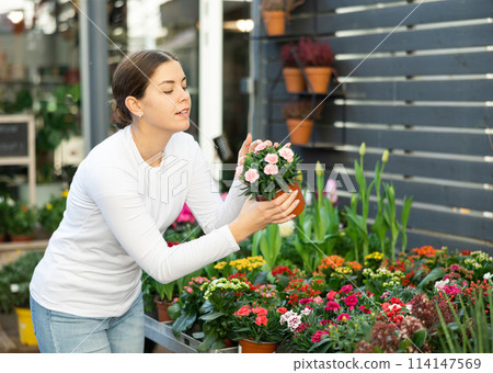 to decorate her garden, girl chooses garden carnation in flower shop to decorate her garden, girl chooses garden carnation in flower shop 114147569