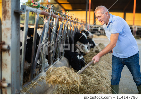 Middle-aged man farmer feeding cows 114147786