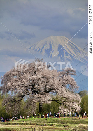 Wanizuka Cherry Blossoms and Mount Fuji (Hokuto City, Yamanashi Prefecture) Wanizuka Cherry Blossoms and Mount Fuji (Hokuto City, Yamanashi Prefecture) 114147805