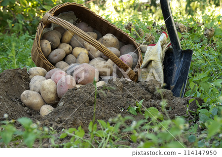 Freshly dug multi-colored potatoes spill out of basket 114147950