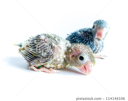 New born Forpus parrot bird on the white background 114148106