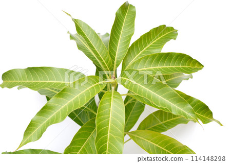 Mango leaves on white background 114148298