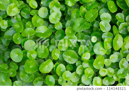 Fresh green nature herb leaves of centella asiatica (gotu kola) 114148321
