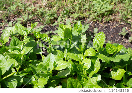 Ceylon spinach or basella rubra linn 114148326