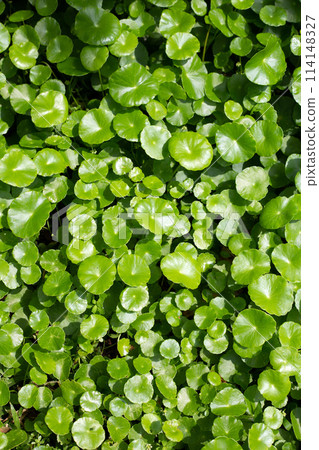 Centella asiatica (gotu kola). Fresh green leaves herb background. 114148327