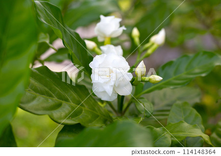 Crepe jasmine, East Indian rosebay 114148364