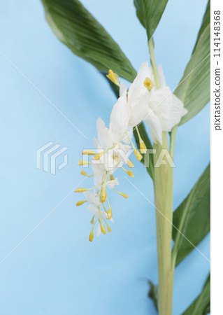 White yellow globba flower bouquet on blue background. 114148368