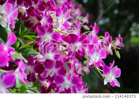 Beautiful purple orchid flowers. Flower background. 114148373