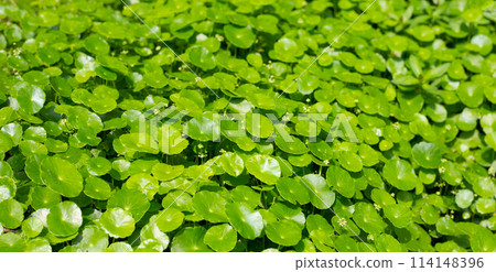 Centella asiatica (gotu kola). Fresh green leaves herb background. 114148396