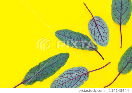 Red-veined sorrel on yellow background. 114148444