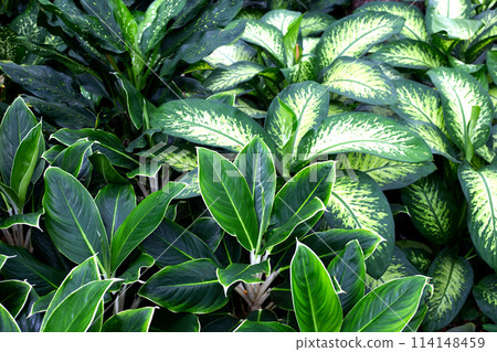 Green leaves of  dumb cane plant in outdoor garden 114148459