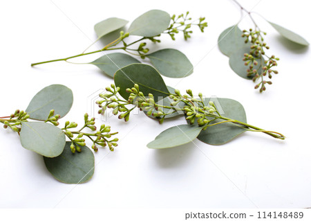 Eucalyptus leaves on white background. Green leaf branches. Eucalyptus leaves on white background. Green leaf branches. 114148489