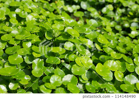 Centella asiatica (gotu kola). Fresh green leaves herb background. Centella asiatica (gotu kola). Fresh green leaves herb background. 114148490