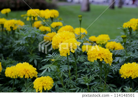 Beautiful marigold flower in the garden 114148501