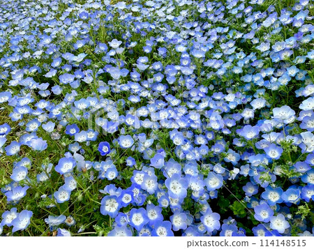 A field of blue nemophila in full bloom 114148515