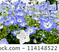 A field of blue nemophila in full bloom 114148522