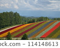 北海道 四季彩之丘 114148613