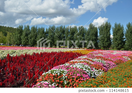 Hokkaido Tomita Farm Hokkaido Tomita Farm 114148615