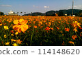 波斯菊 114148620