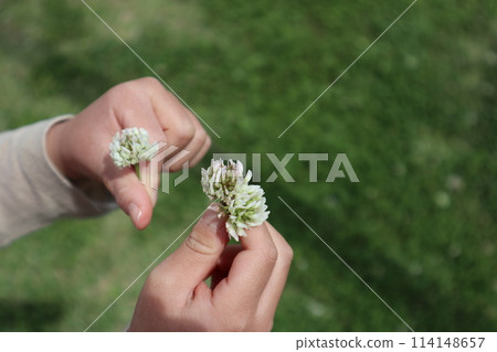 Child's hand holding white clover Child's hand holding white clover 114148657