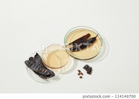 Several petri dishes with different size placed on white table light yellow liquid and dried black locust pods contains in. Photo with top view and space for text Several petri dishes with different size placed on white table light yellow liquid and dried black locust pods contains in. Photo with top view and space for text 114148700